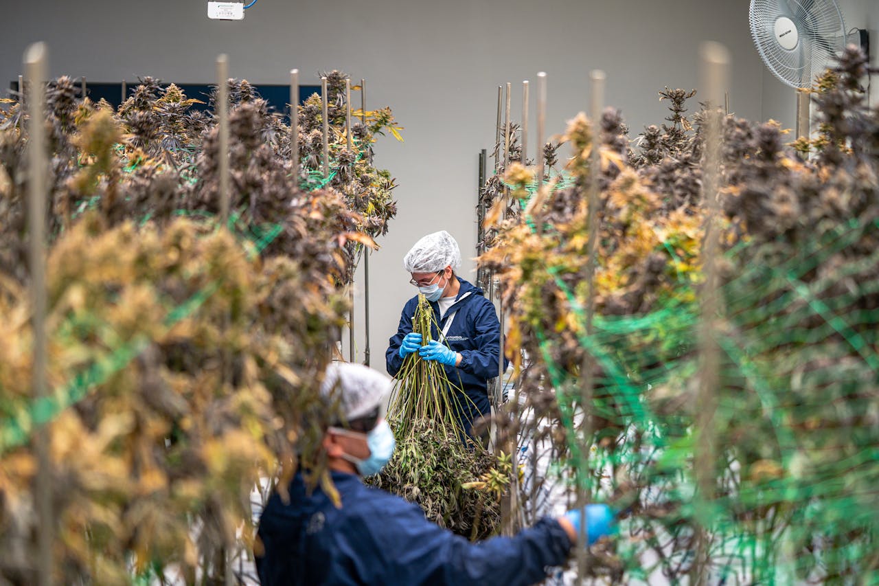 hero-img Workers in protective gear handling cannabis plants in an indoor facility.