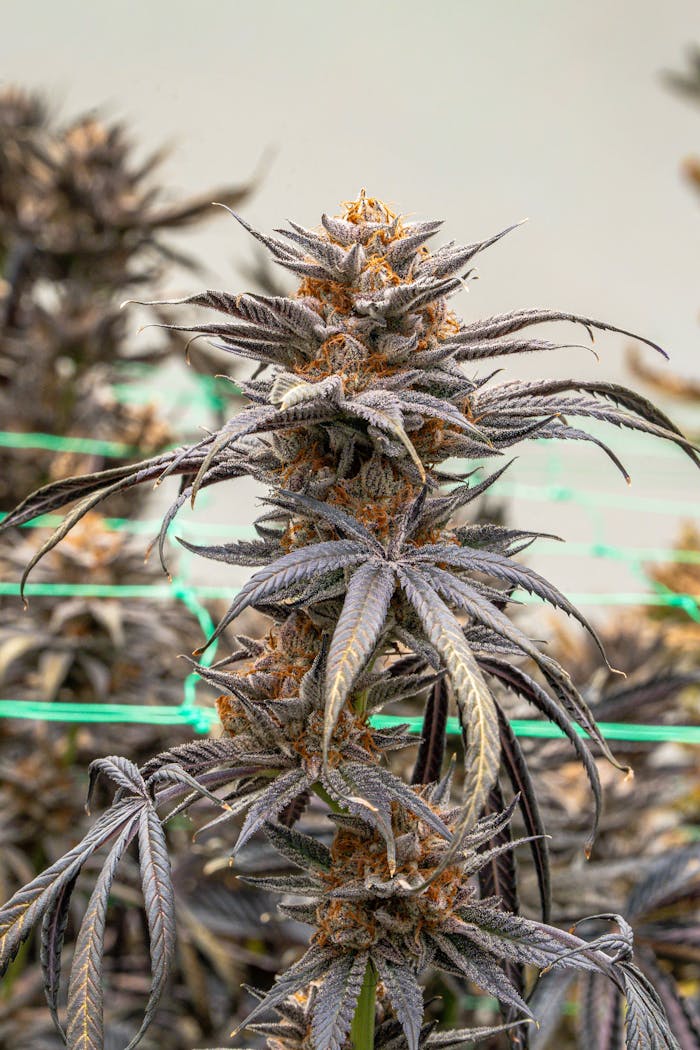 Detailed view of a mature cannabis plant showcasing dense buds and leaves.