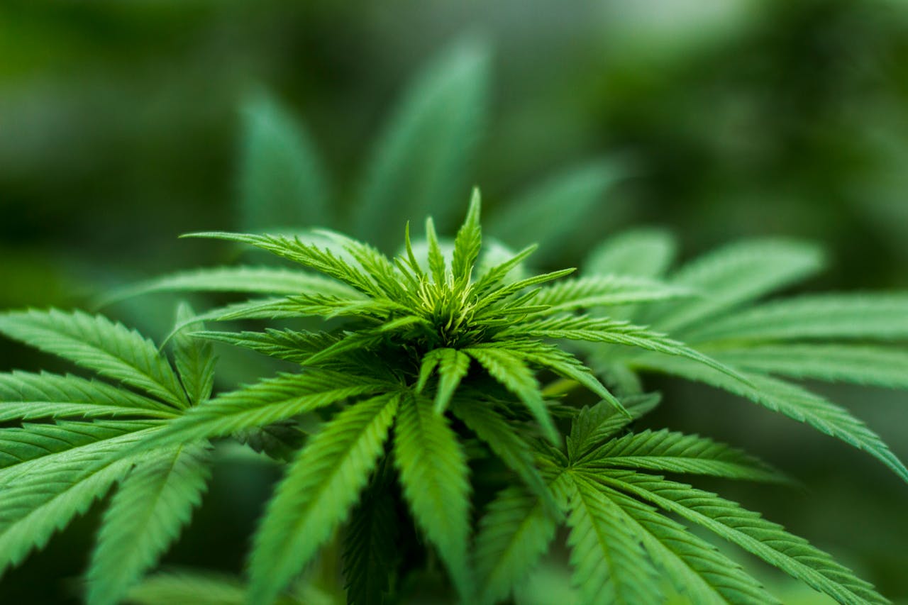services-05 Vibrant close-up of a cannabis plant showcasing lush green leaves and natural growth outdoors.